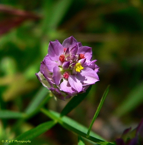 {Polygala sanguinea}